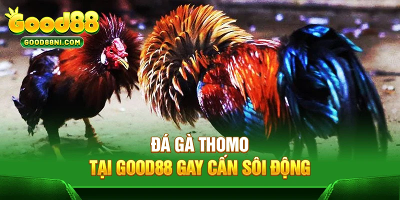 Đá gà Thomo tại GOOD88 gay cấn sôi động
